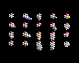 (The natural 20 amino acids)