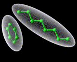 (Liquid crystal molecules.)