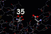 (The backbond of the lysozyme protein, the active site is in the cleft at the center of the molecule )